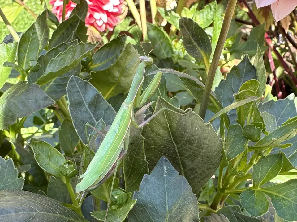Kudlanka nábožná (Mantis religiosa)
