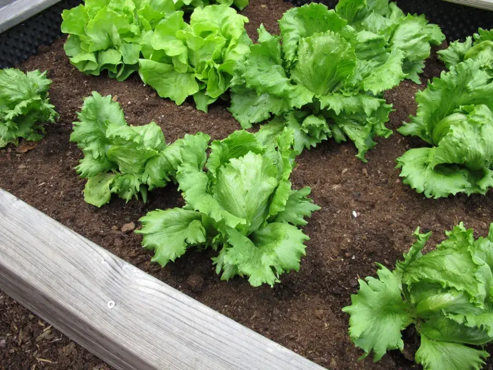 letní saláty