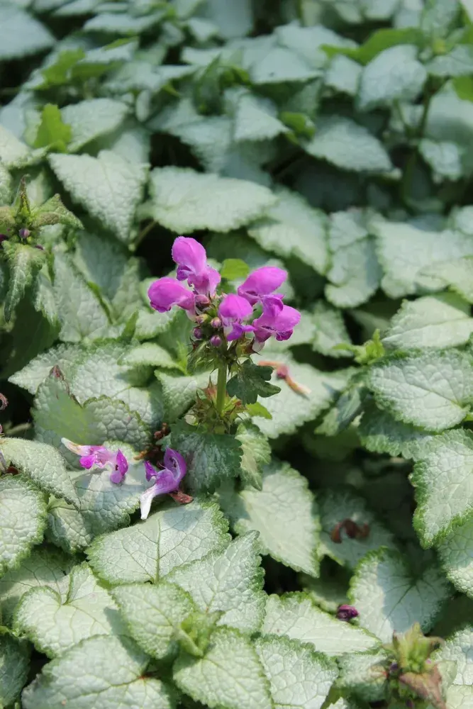 Hluchavka skvrnitá (Lamium maculatum) 