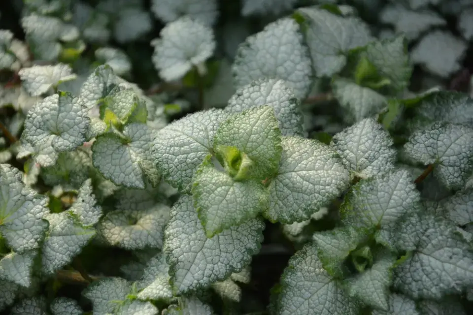 Hluchavka skvrnitá (Lamium maculatum)