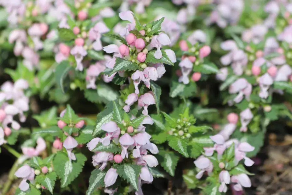 Hluchavka skvrnitá (Lamium maculatum)