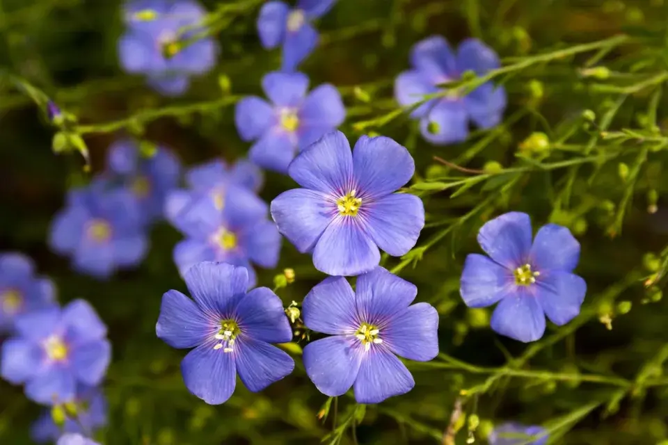 Len rakouský (Linum austriacum)