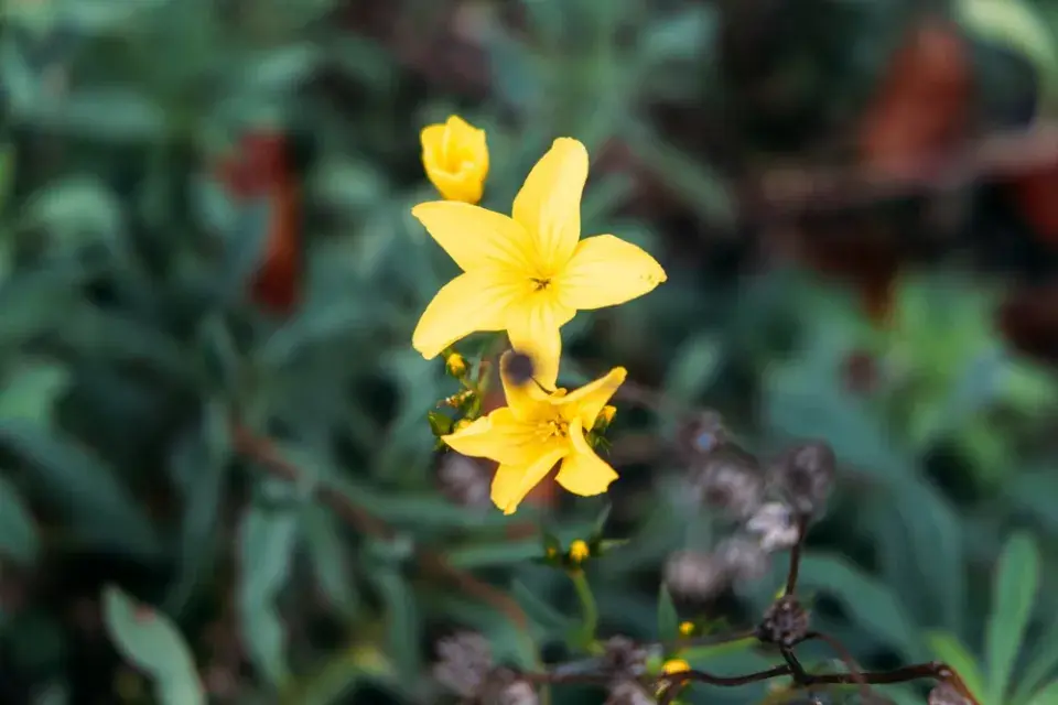 Len žlutavý (Linum campanulatum)
