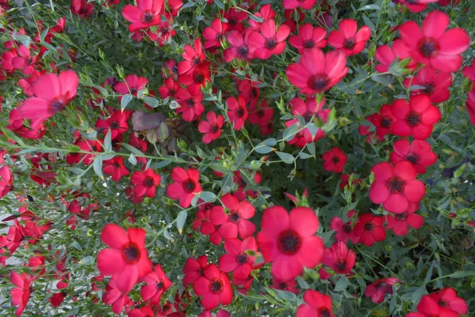 len velkokvětý (Linum grandiflorum)