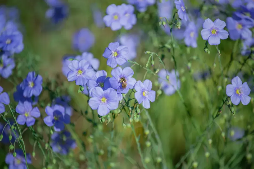 Len vytrvalý (Linum perenne)