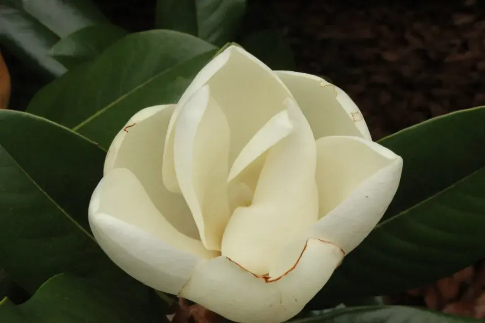 Magnólie velkokvětá (Magnolia grandiflora)