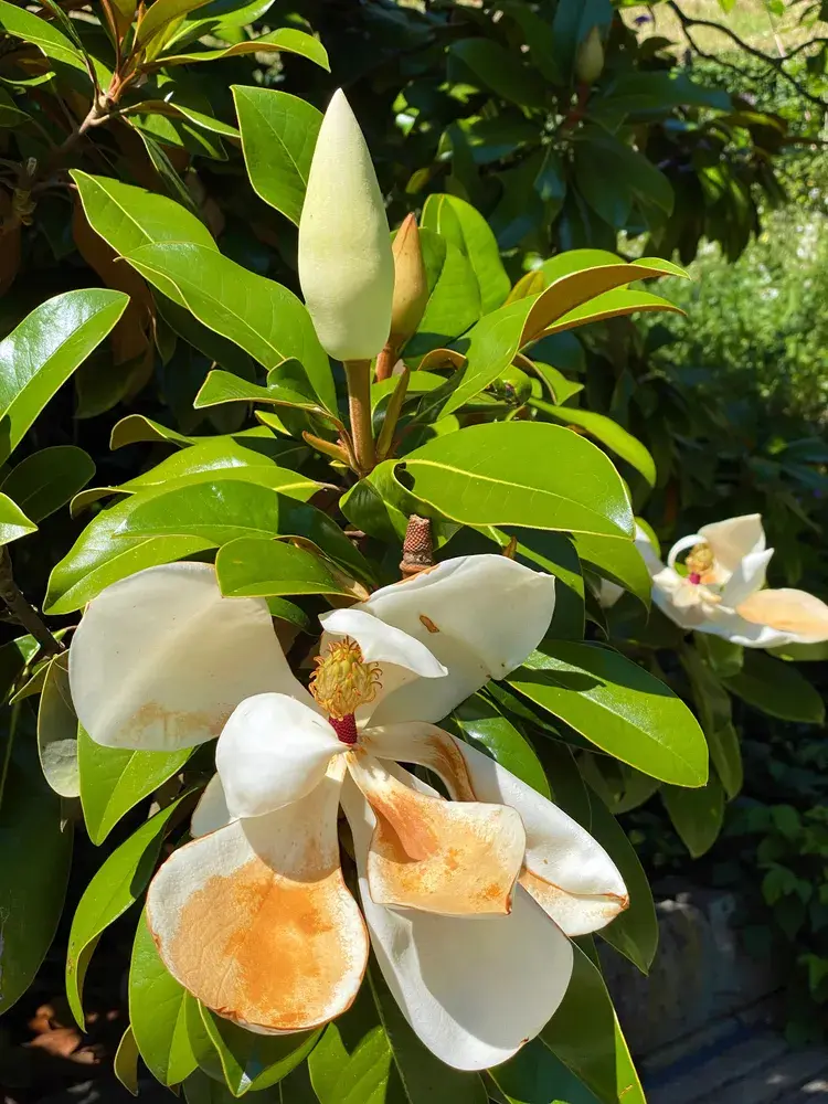 Magnólie velkokvětá (Magnolia grandiflora)