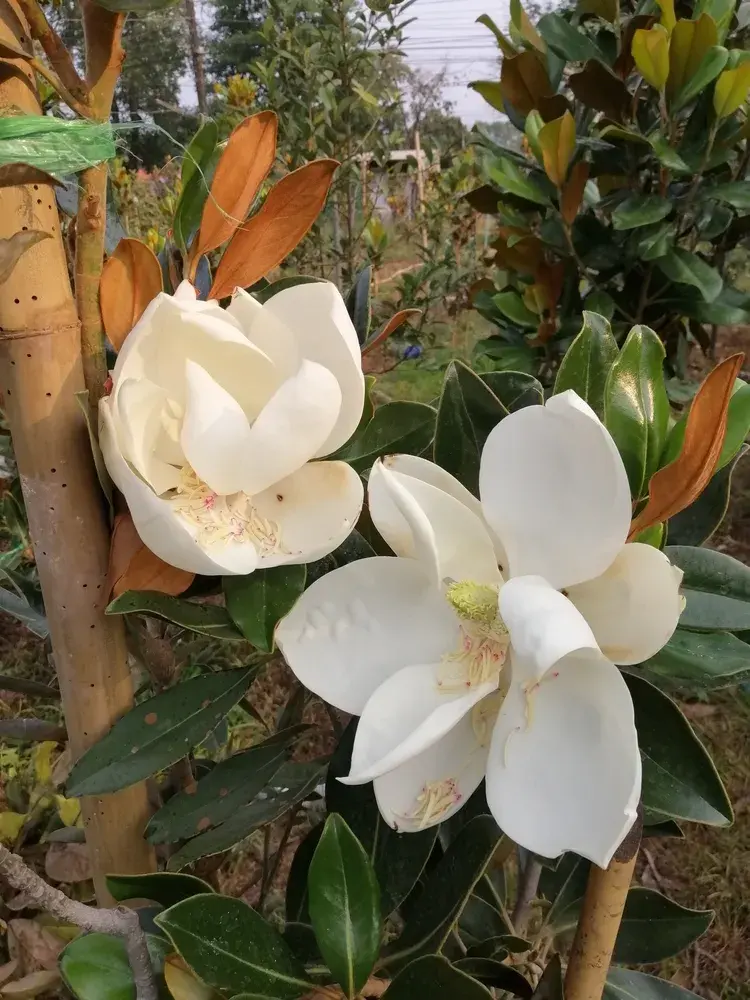 Magnólie velkokvětá (Magnolia grandiflora)