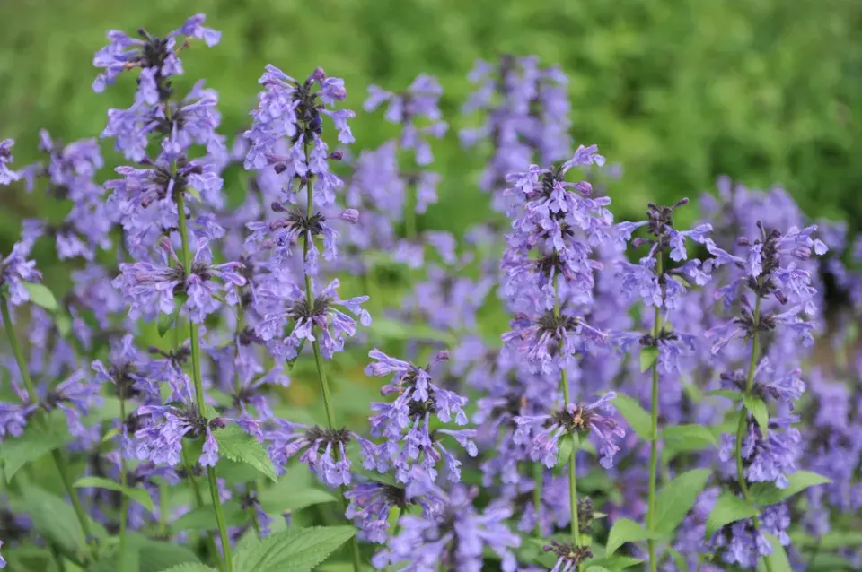 Šanta kočičí (Nepeta)