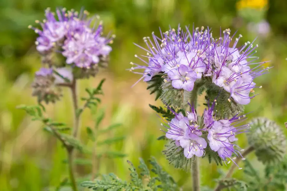 Svazenka vratičolistá (Phacelia tanacetifolia)