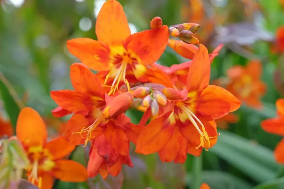 Montbrécie (Crocosmia)