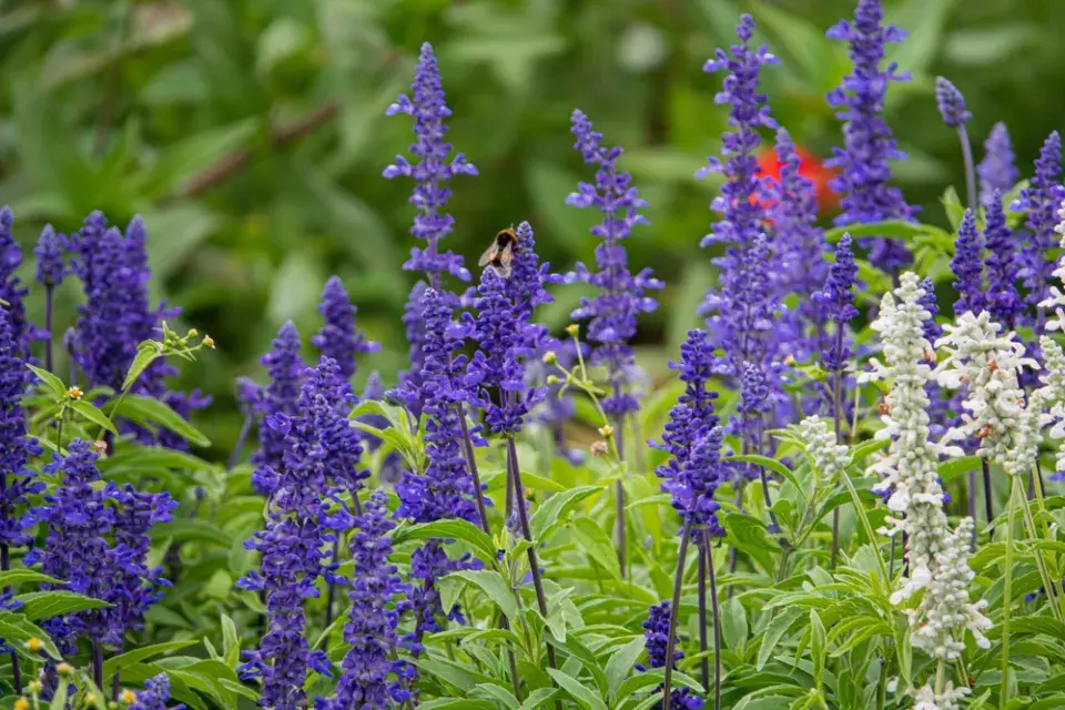 Šalvěj nádherná (Salvia superba)