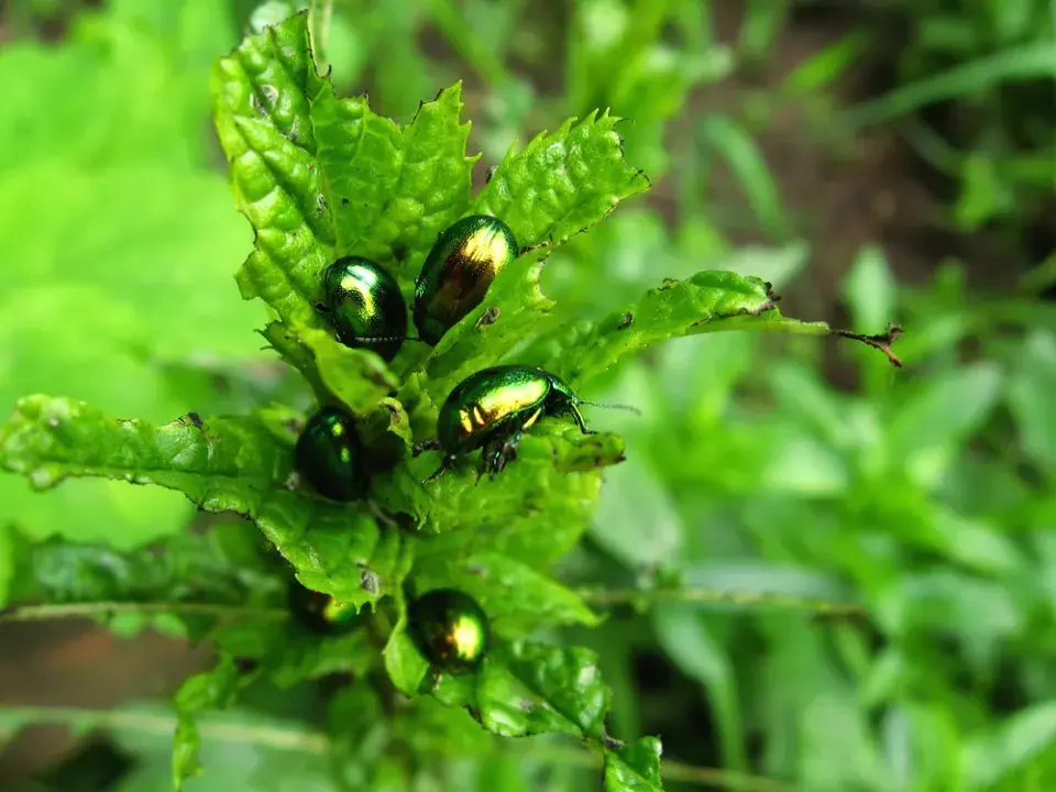 Mandelinka mátová (Chrysolina herbacea) 