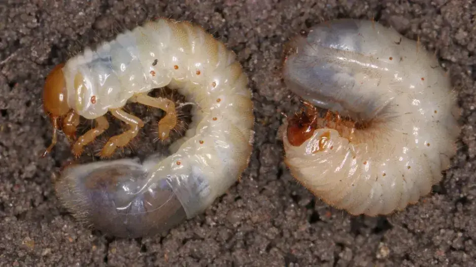 Larvy v záhonu