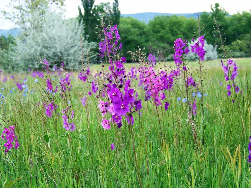 Divizna brunátná (Verbascum phoeniceum) 