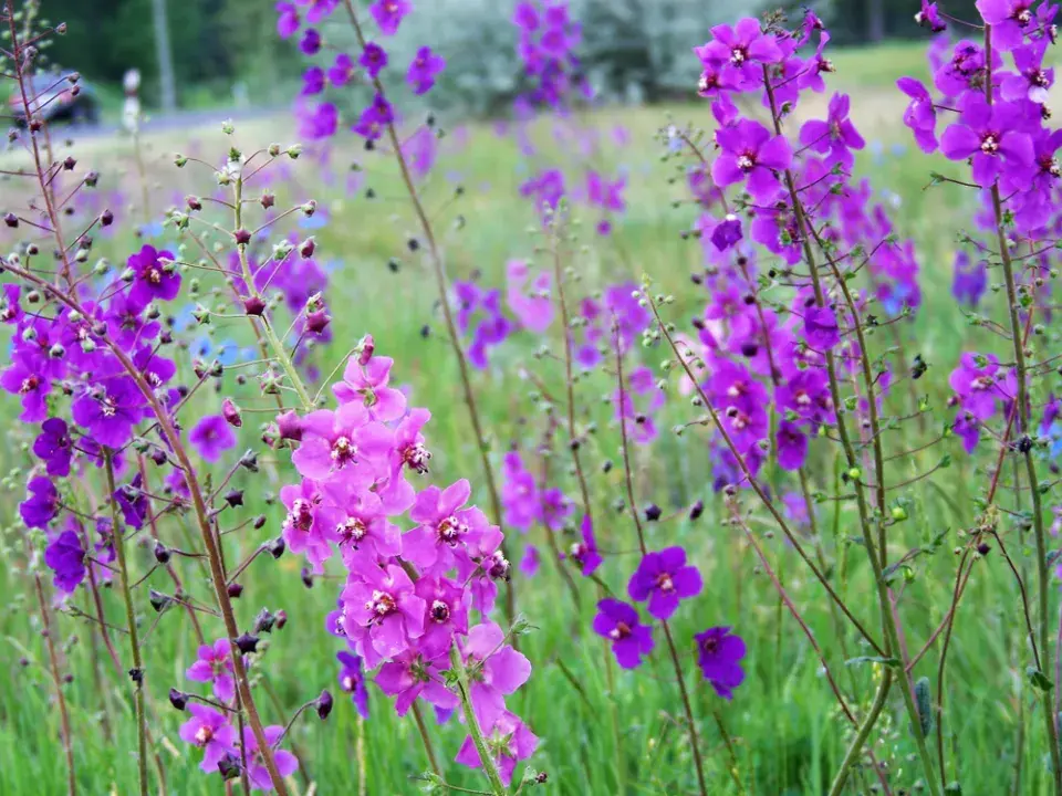 Divizna brunátná (Verbascum phoeniceum) 