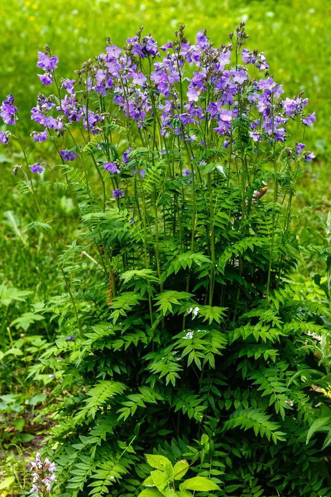 Jirnice (Polemonium)
