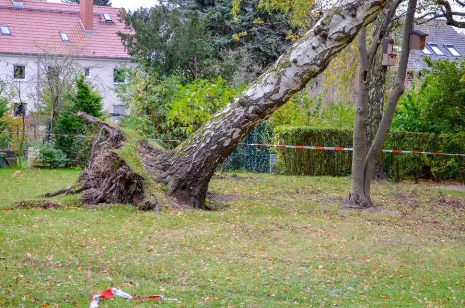 Přehlídka neošetřovaných stromů v zahradě a důsledky