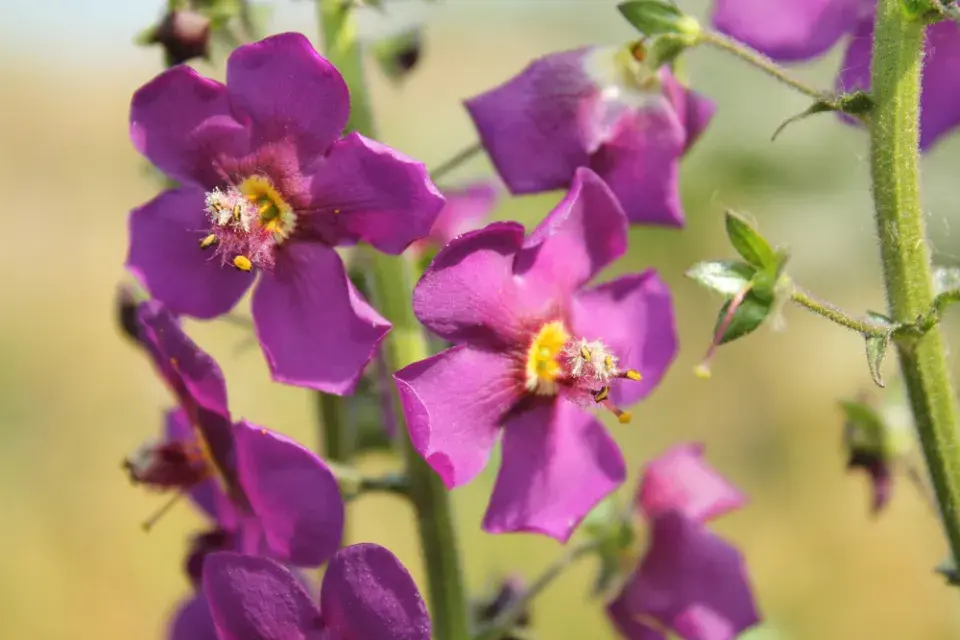 Divizna brunátná (Verbascum phoeniceum) 