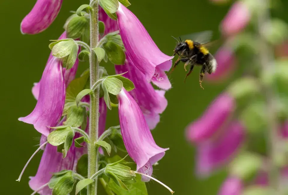 Náprstník červený (Digitalis purpurea)