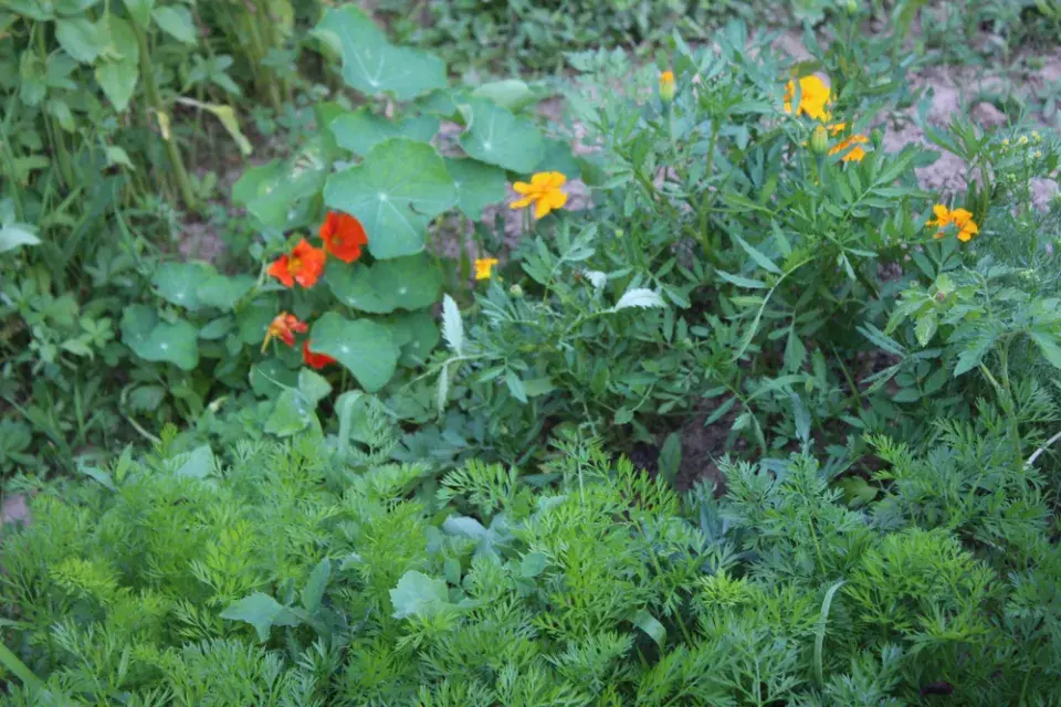 afrikán (Tagetes)