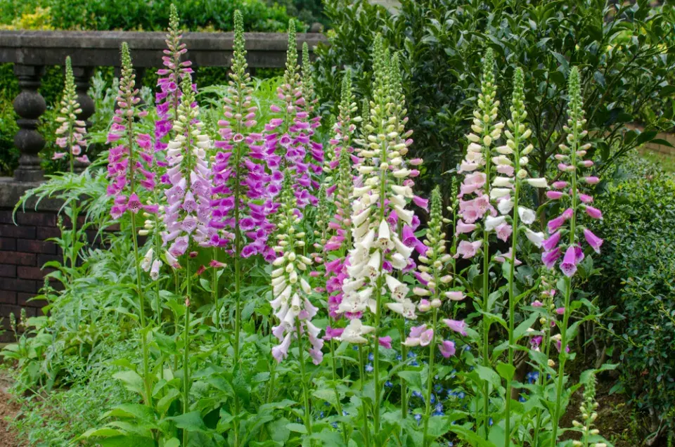Náprstník červený (Digitalis purpurea)