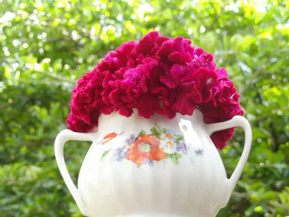 Nevadlec (Celosia) 