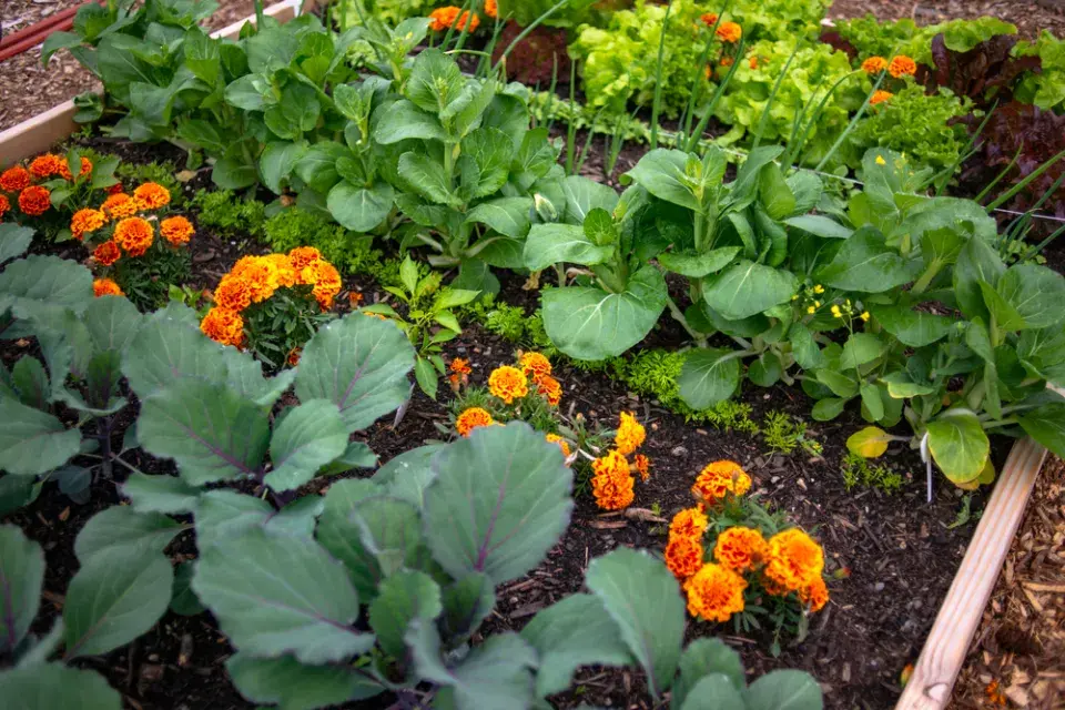 afrikán (Tagetes)