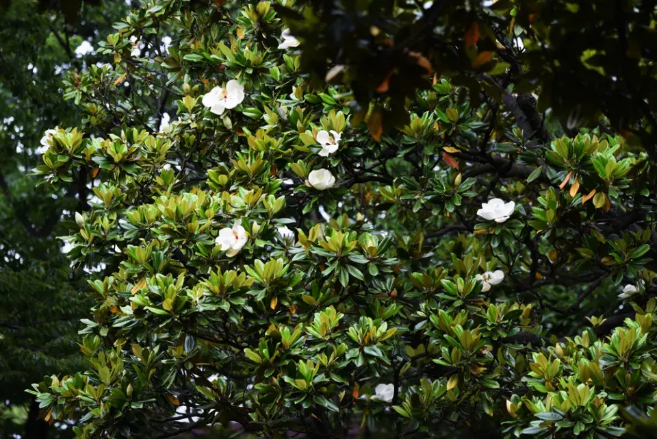 Magnólie velkokvětá (Magnolia grandiflora)