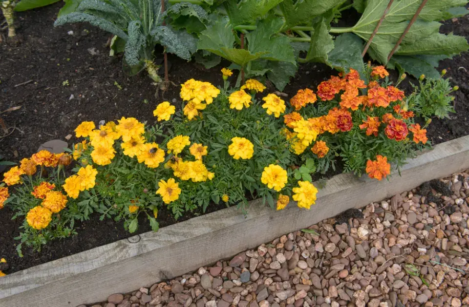 afrikán (Tagetes)