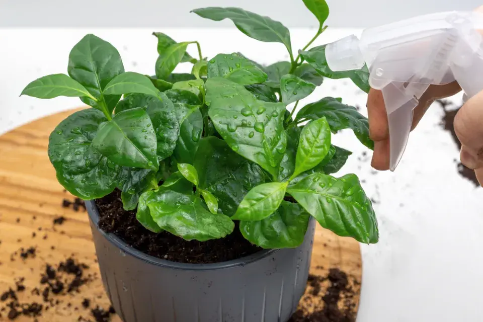 Coffea arabica 