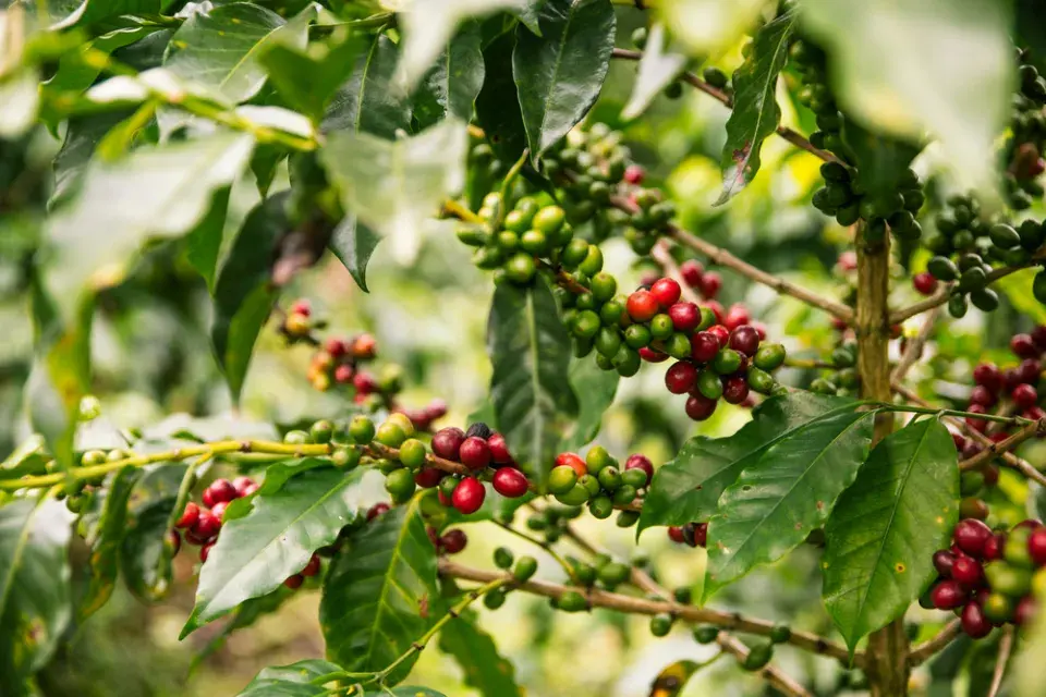 Coffea arabica 