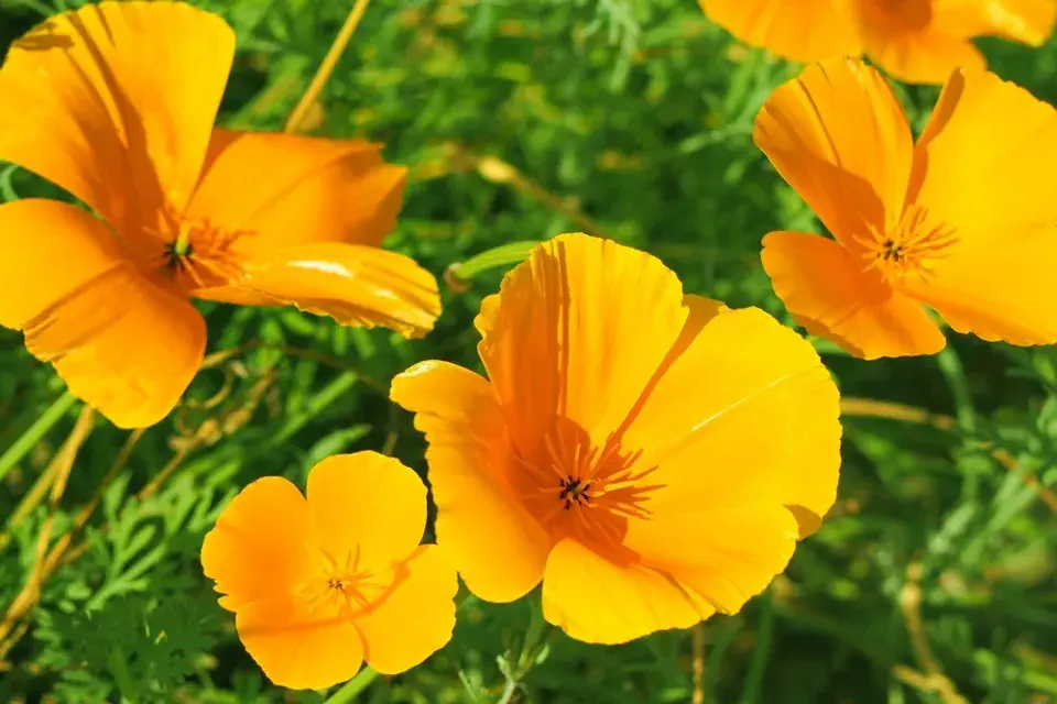 Sluncovka kalifornská (Eschscholzia californica)