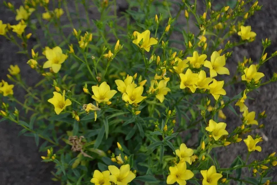 zlatý len (Linum flavum)