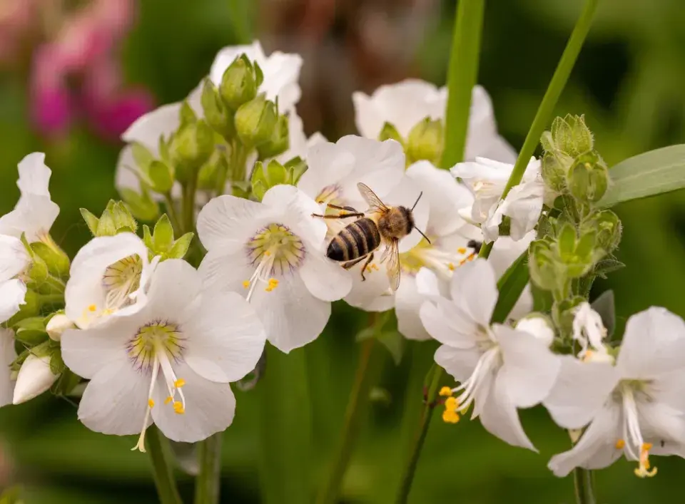 Jirnice (Polemonium)