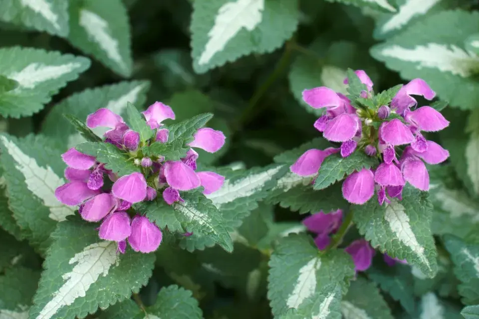 Hluchavka skvrnitá (Lamium maculatum)