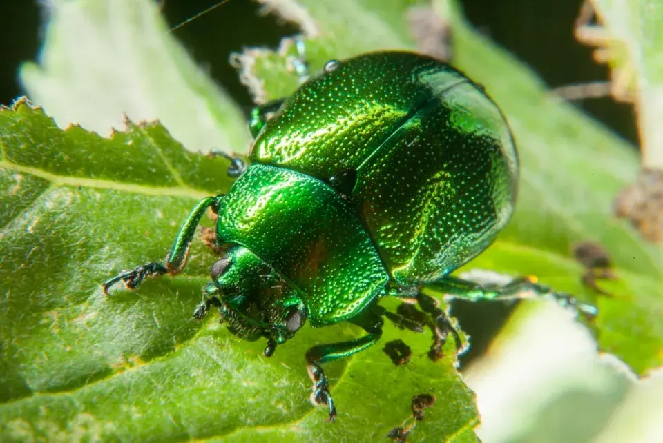 Mandelinka mátová (Chrysolina herbacea) 