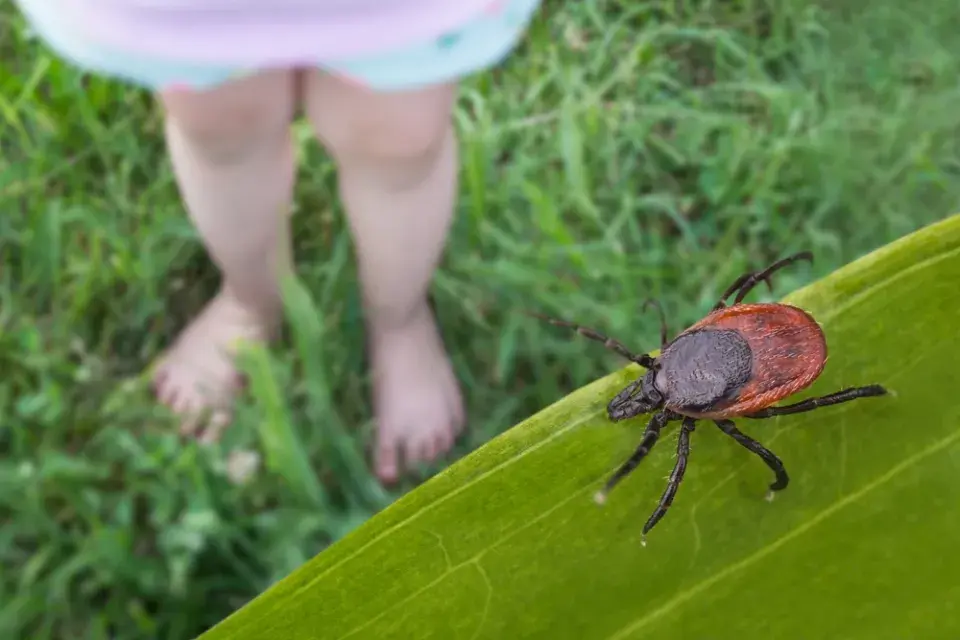 Klíšťata v trávě a další místa, kde se nejčastěji ukrývají