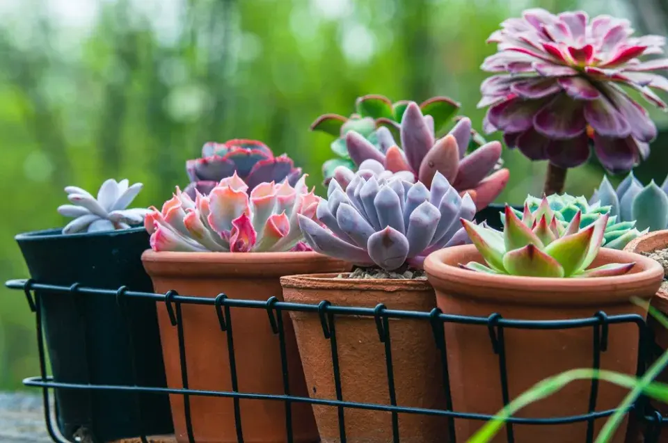 Dužnatka neboli echeveria