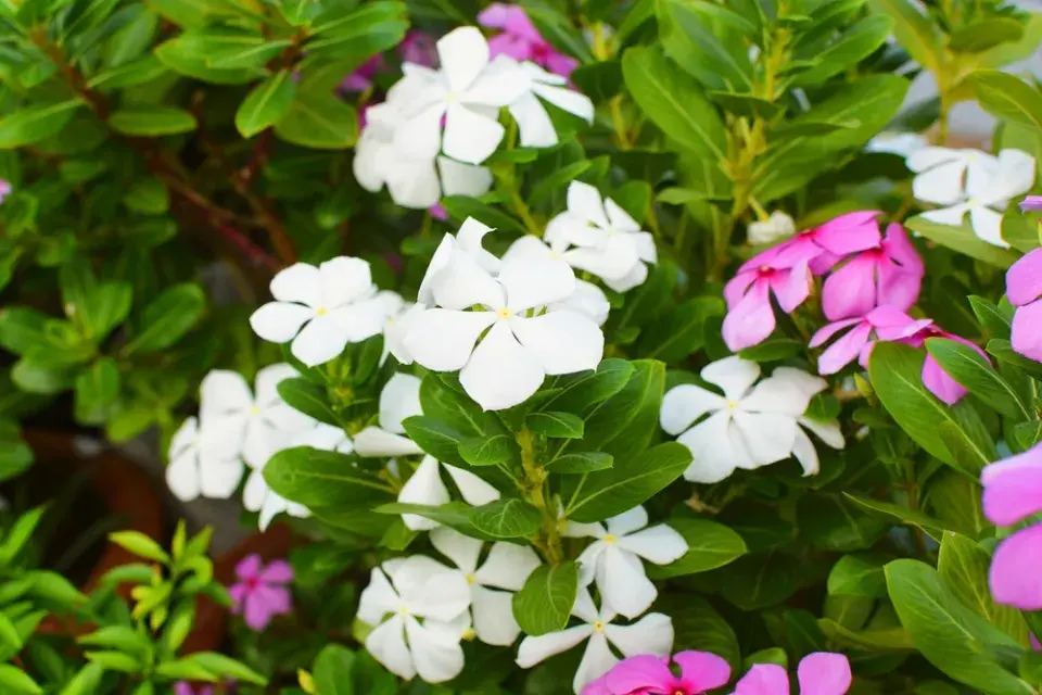 barvínkovec růžový (Catharanthus roseus)