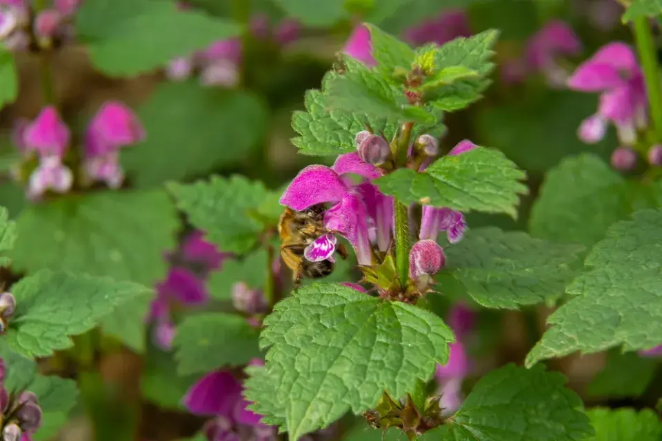 Hluchavka skvrnitá (Lamium maculatum)