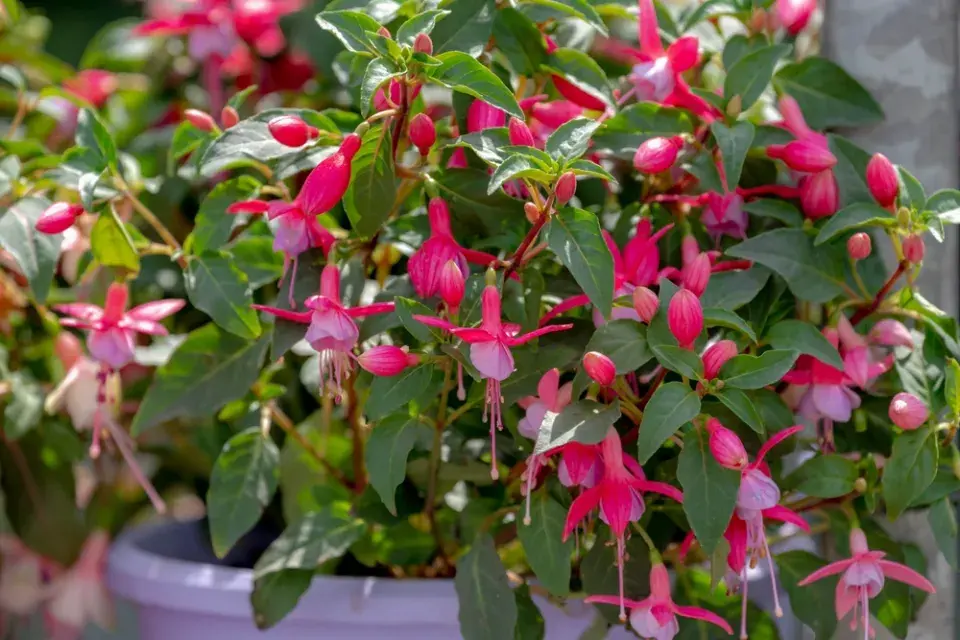 Fuchsie