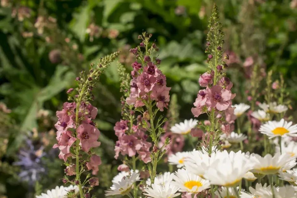 Divizna brunátná (Verbascum phoeniceum) 