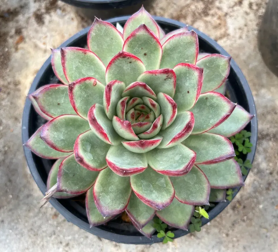 Dužnatka neboli echeveria