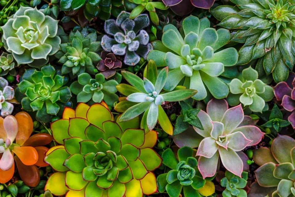Dužnatka neboli echeveria
