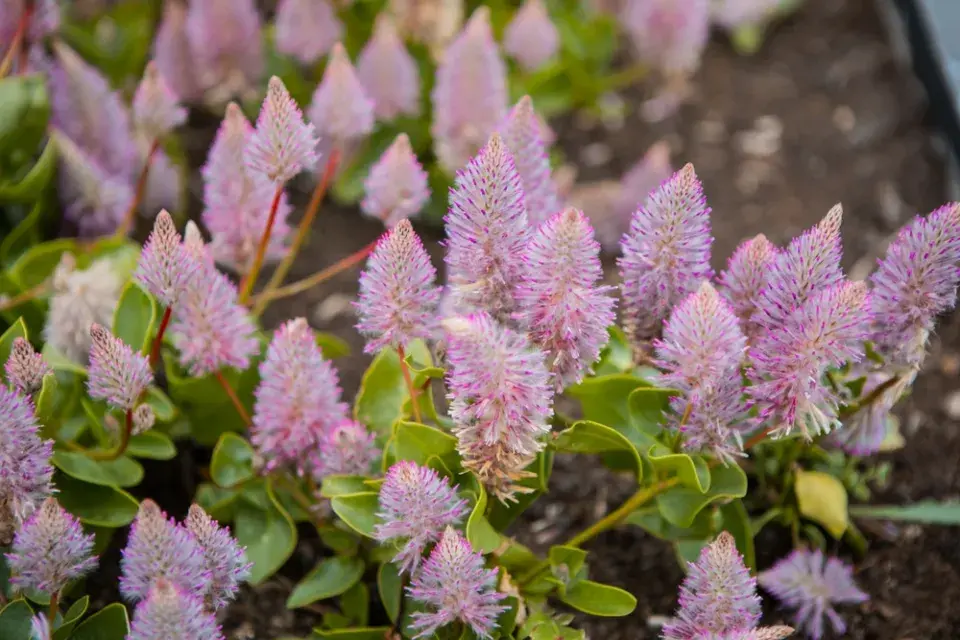 Nevadlec (Celosia)