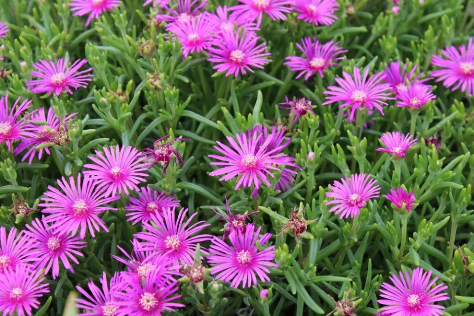 Kosmatec neboli delosperma