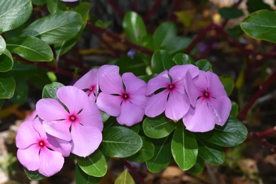 barvínkovec růžový (Catharanthus roseus)