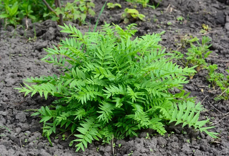 Jirnice (Polemonium)