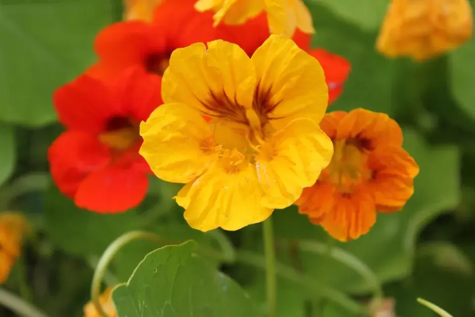 Lichořeřišnice větší (Tropaeolum majus)